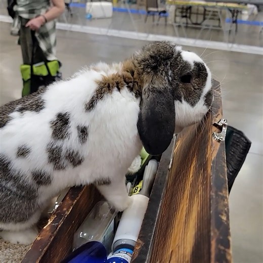 The Southwest Regional Rabbit Breeders Association brought hundreds of rabbits of all varieties to the Ray Clymer Exhibit Hall and you can't handle the cuteness! Bunny lovers, hop on over and say hello to our fuzzy friends, today until 5 PM, and Sunday 8 AM until 11:30 AM. It's free and open to the public! | Wichita Falls MPEC