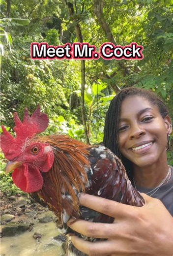 Meet Mr. Cock — Rude Rooster Jamaican TikTok Clip