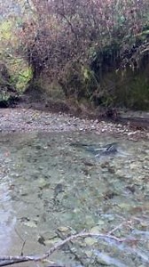 This #WildlifeWednesday we share a remarkable moment that was filmed recently as a female Chinook salmon built her redd, a nest of rocks built by spawning salmon to protect their eggs, on West Branch Mill Creek, while multiple males await to fertilize her eggs. The Mill Creek Basin is a key spawning site for coho salmon in the Smith River watershed. Each winter, State Parks, California Department of Fish and Wildlife, and Tolowa Fisheries conduct surveys to monitor Chinook, coho, steelhead, cutt