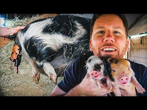 PIG giving BIRTH at record speed! 💨