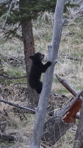 Black bear cubs enjoy a romp in Yellowstone National Park #outdoors #nature #animals | Michael Hodges, Author