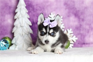 Felicity - Pomsky Puppy E2E5BD