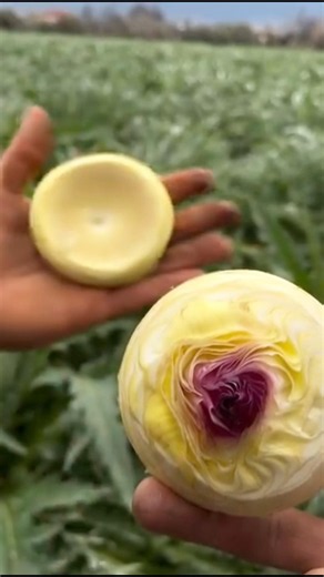 🌿 California Fresh Artichoke Cutting ASMR 🥬 | 🎧 Relaxing & Satisfying Sounds ✨