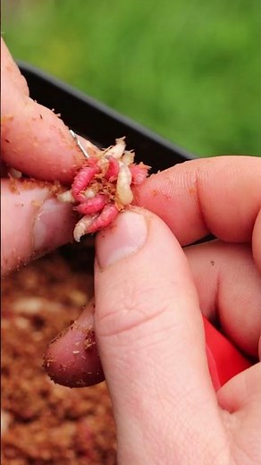 How to thread maggots onto your rig - follow these simple steps