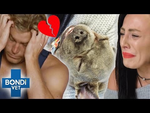 Heartbreaking Goodbyes Compilation💔😭 | Bondi Vet Compilation | Bondi Vet