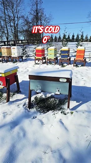 Apiary in WINTER #bees #honeybees #beekeeping #winterbees #apimaye #hiveiq