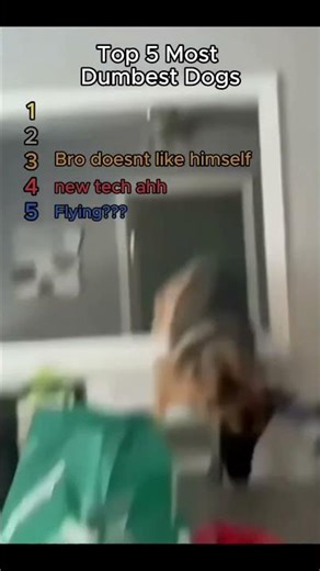 Ranking The Top 5 Most Dumbest Dogs