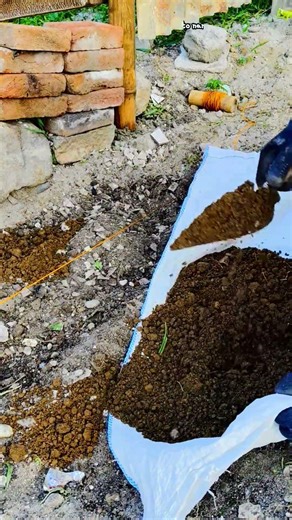 Planting Cassava in Hard Soil… Will It Grow? 🌱#gardening #cassava #diygarden #soilpreparation