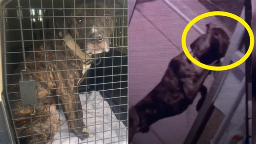 'Very, Very Smart' Dog Opens 2 Different Doors In Wild Shelter Escape Caught On Video
