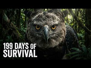 “Inside the Life of the Harpy Eagle | 199 Days of Survival in the Wild”