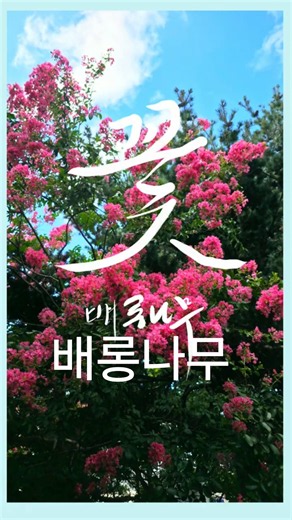 바람처럼 흔들리는 배롱나무/ 원곡: 작사 작곡 / 강우주 (AI Powered)#강우주 #창작곡 #감성노래 #힐링음악 배롱나무 #강우주목소리