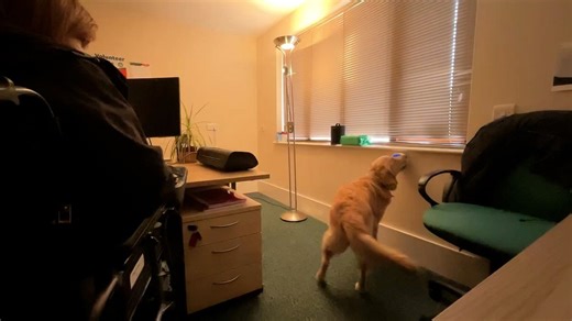 Impressive moment a dog uses new button to turn on the lights