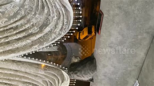 UK: Сat turns off owner's alarm