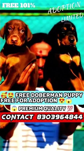 🦅Free doberman puppy adoption🐕#trending #viralvideo #viralshorts #adoptme #puppy #pets #dog #pet