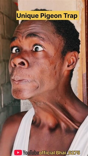 Really Good Pigeon Trap Make From Cardboard Boxes #shorts​