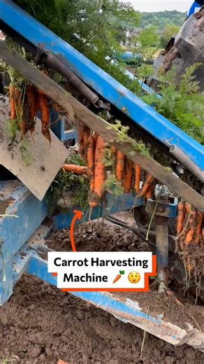 Carrot harvesting machine 🥕😲 | Twisted