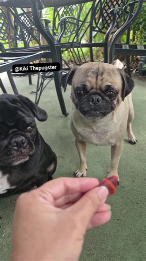 Extra dramatic pug scene. Slow motion scene shows every bit of the bite 🫦 🐾🎬 #foodie #favoritescene #slomo #DramaticScene #funny #pug #puglife #tuesdayspecials | Kiki Thepugster