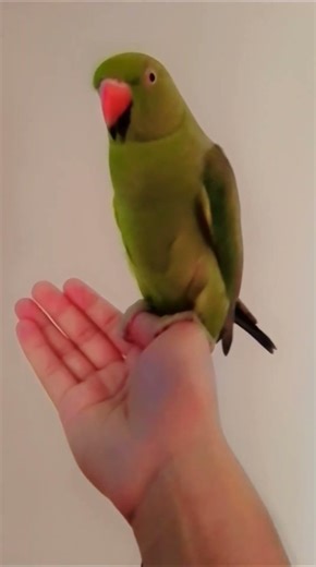 #deen ki tableg Mai chalny ka Maza dekh👀 #parrot #talkingparot #kingparrot #birds #greenparrot