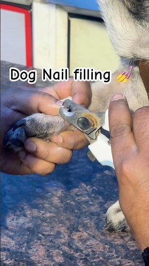 Stop Your Dog's Nails from Scratching! (Nail Filling Guide)