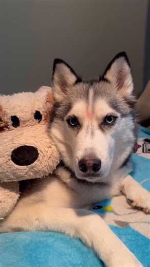 Pluto was so sad when his friend didn’t want to play with him, but I’m glad some treats made him feel better 🥺🩵 | S3