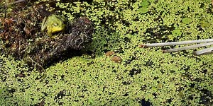 Cara Menanam Lemna, Tanaman Air yang Bisa Menjadi Pakan Tenak