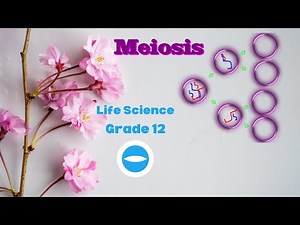 Grade 12 | Meiosis processes | Life Science |