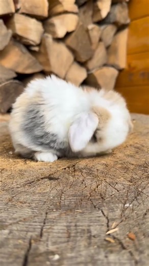 A beautiful girl Mini lop baby ready for a new home She's just so sweet 😍 Age 4 weeks old #holyflockrach | Holy Flock Rach