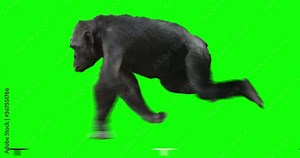 Monkey Chimp (Chimpanzze) running. Isolated and cyclic animation. Green Screen.