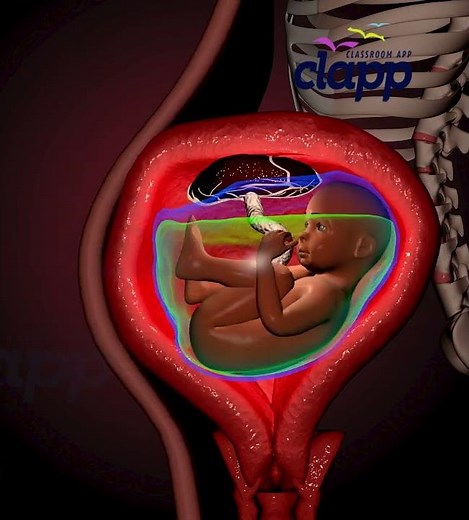 Watch the Incredible Moment a Baby Kicks Inside the Womb! 👶🦶🤰 #Shorts