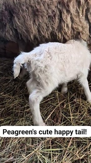 The Cutest Tail Wag You’ll See Today 🐑