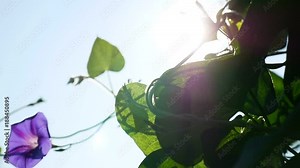 Beautiful climber plant Solanum dulcamara on a old wooden background wood texture with peeling oil paints. The green loach with big leaves and violet flowers on the background of wall old rural house.