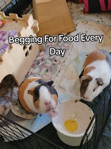 We have 5 guinea pigs 💗 I promise, their cages can look like this super after a couple days! We deep clean their cages 1 - 2x a week. They're messy! #guineapig #beg #guineapigsoftiktok #guineapiglove #cuteanimals