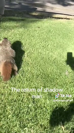 Marmot Safari: The Return of Shadow Man