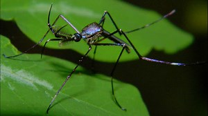 Flying assassins: Elephant mosquitoes unleashed in Houston to target evil counterparts