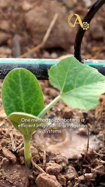 Combatting Soil Salinization for a Healthier Future