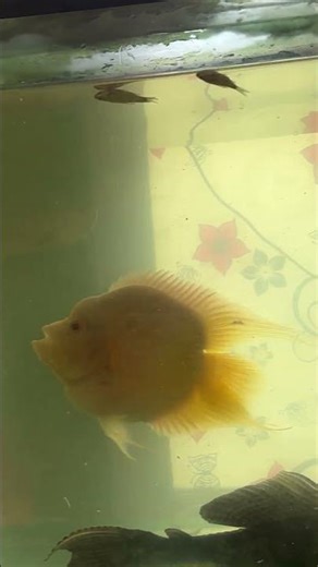 Feeding My Silver Arowana #aquariumfish #fish #vlog