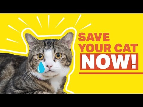 10 DEADLY Feline Diseases: Protect Your Cat's HEALTH Today!