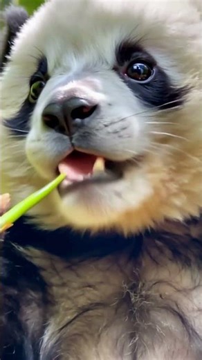 Hungry Munch Munch Munch Panda