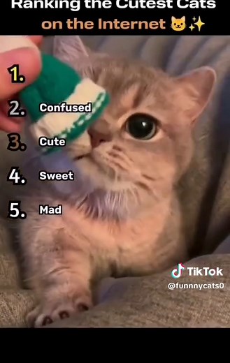 Funniest Cat Moments Compilation for Kids — Try Not to Laugh