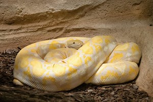 New Home for Python Discovered in Cedar Rapids