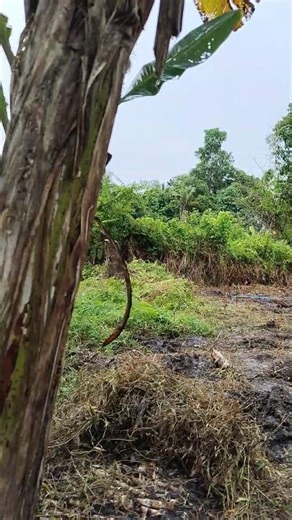 project proposal with one click/pertanian tebu yahya