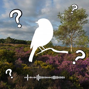 Can you identify this bird species from its song? 👀🎶 Brush up on your birdwatching skills with our 7-day bird identification course. From farmland to coastal habitats, this FREE course will cover a diverse range of bird species across different habitats in Dorset. Test your knowledge and sign up today! | Dorset Wildlife Trust