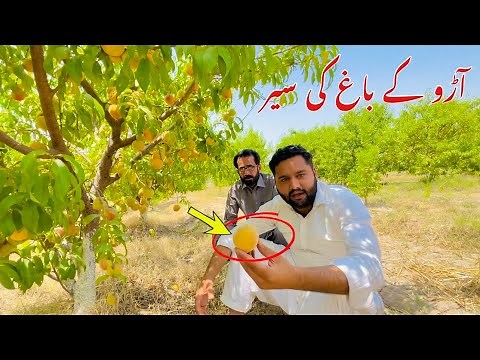 Growing a Peach Tree From Seed - Super Easy! How To Grow Peaches From Pit