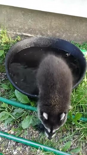 Baby Raccoon Sounds