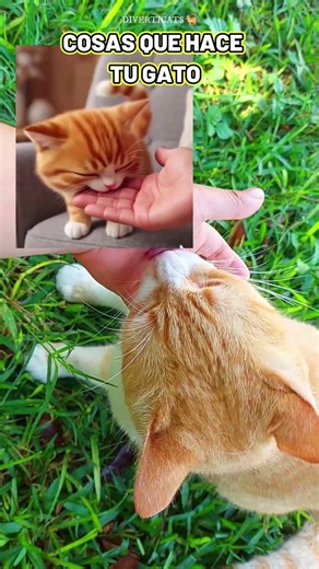🙀😺 Cosas que HACE tu GATO y quiza no sabias porque 😻✨ #gatosgraciosos