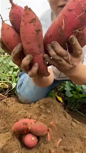 Amazing Farming Hack You’ve Never Seen Before 🚜🌱 #Shorts