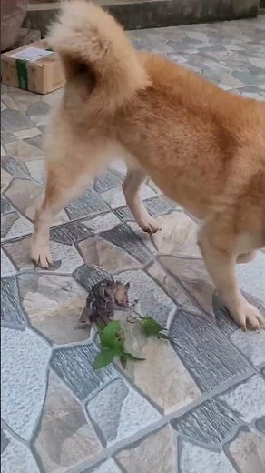 Dogs Chasing After Rats rat hunting dog