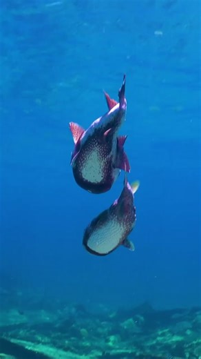 The porcupine fish was extremely friendly! #reef #porcupinefish #ocean #bravewilderness | Brave Wilderness
