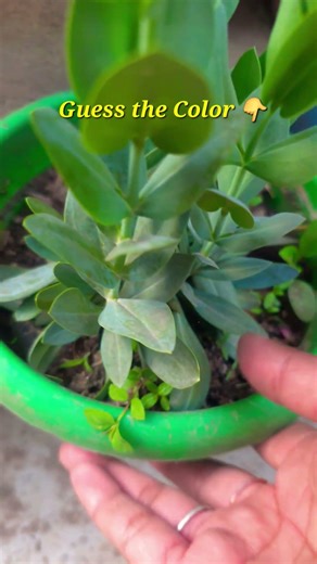 What Color Will This Lisianthus Bloom? 😍🌸 Wait for the Reveal!