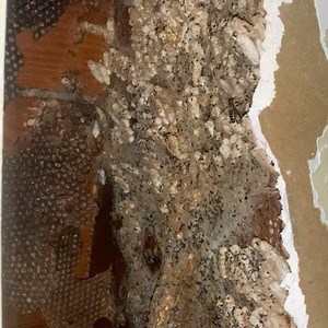 Years of life and death cycle in a feral beehive. @bee901co | Bartlett Bee Whisperer